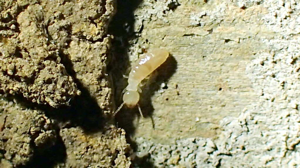 Termite Worker Termite Worker